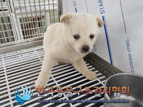 종료(안락사) 믹스…